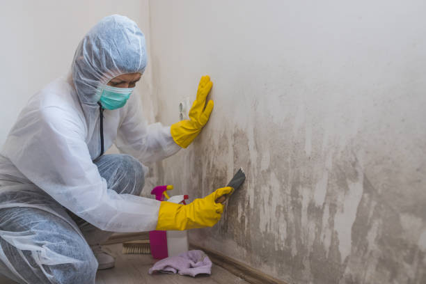 Best Commercial Mold Remediation in Oak Park, IL
