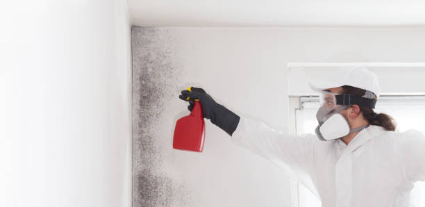 Best Emergency Mold Remediation in Oak Park, IL