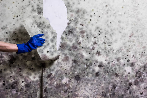 Best Basement Mold Remediation in Oak Park, IL