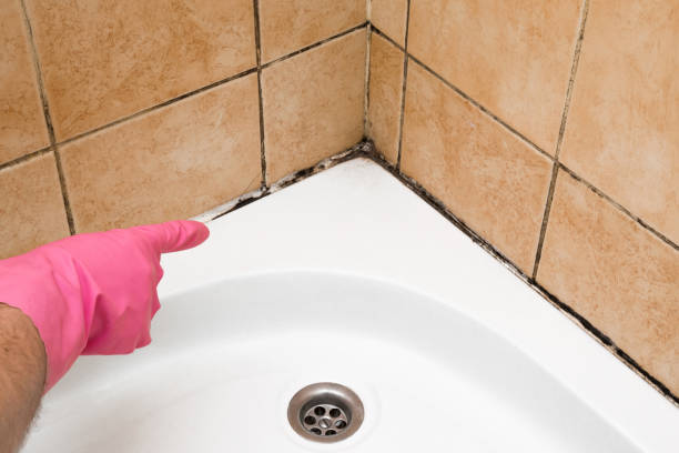 Best Mold Testing and Inspection Services in Oak Park, IL