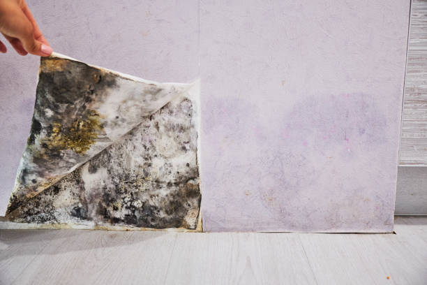 Best Black Mold Remediation in Oak Park, IL